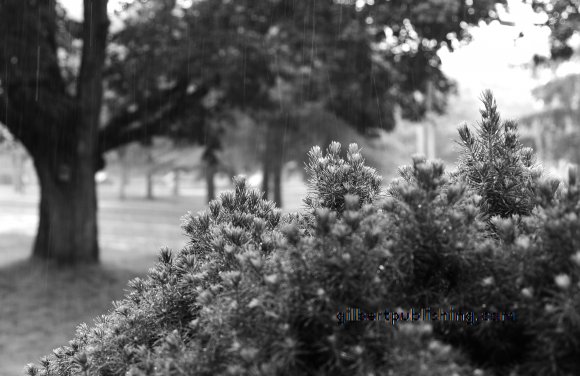 Pine Needles and Rain